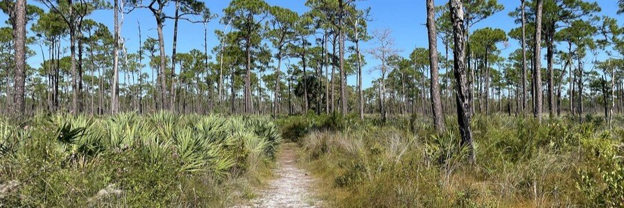 Kitching Creek Nature Trail winding through pine flatwoods in Jonathan Dickinson State Park near Hobe Sound.