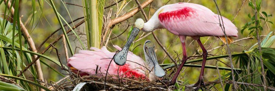 Two pink Roseate Spoonbills tending to their nest in the coastal wetlands of Merritt Island.