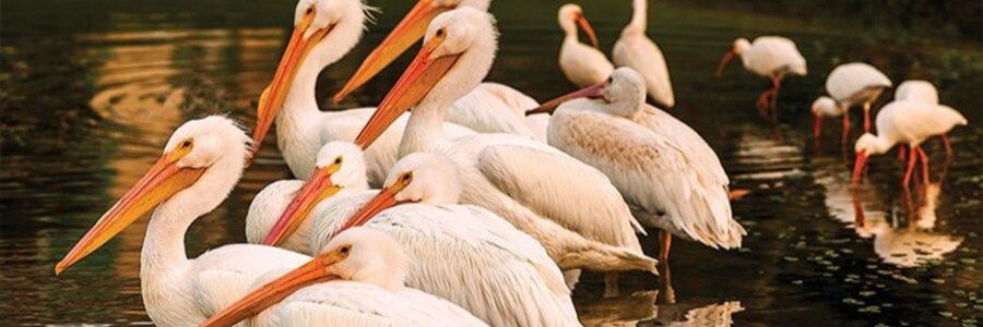 White pelicans gathered at Pelican Island National Wildlife Refuge near Orchid, Florida.