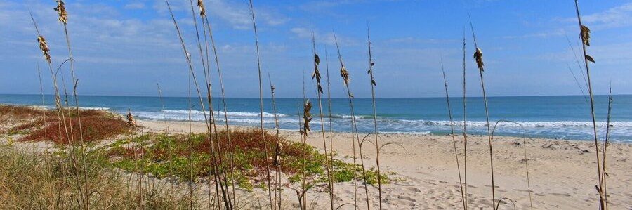 Sea oats growing beside the sandy shoreline at Pepper Park Beach in Fort Pierce.