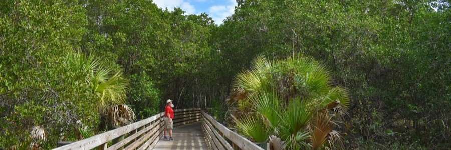 Wooden boardwalk through mangrove forest at Seabranch Preserve State Park near Hobe Sound, Florida.