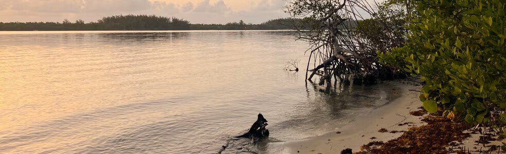 Quiet shoreline with mangroves and calm water at Seabranch Preserve State Park near Hobe Sound, Florida.
