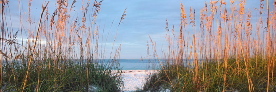 Sea Oats Along a Sebastian Beach Path | Beach Travel Destinations Sandy beach path framed by golden sea oats near Sebastian, Florida