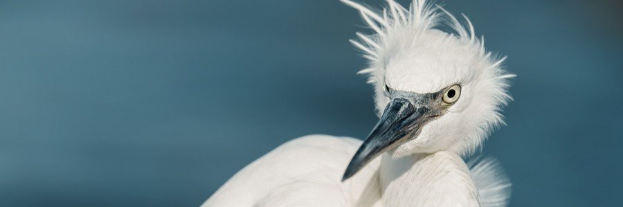 Snowy egret with white feathers and black bill at Sebastian Inlet State Park, Florida.