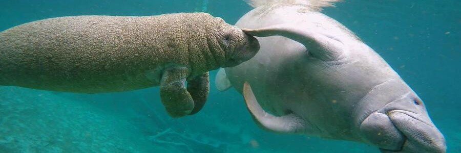 Manatees swimming in the Indian River Lagoon near Titusville Florida