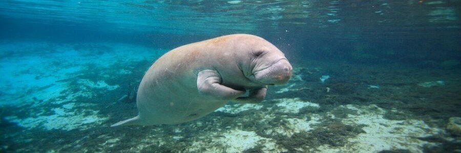 Florida manatee swimming in the clear waters of the Indian River Lagoon near Titusville.