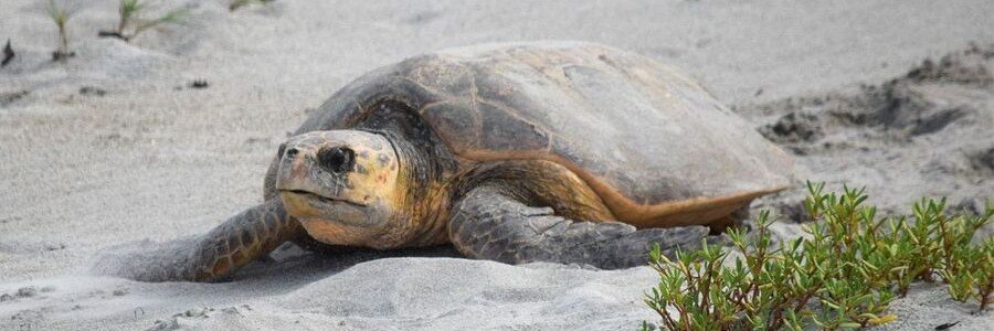 Sea turtle resting on the sand near Turtle Trail Beach in Indian River Shores, Florida.
