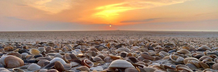 A close-up view of whole seashells and crushed coquina on the sand at Vilano Beach during a vibrant orange sunset.
