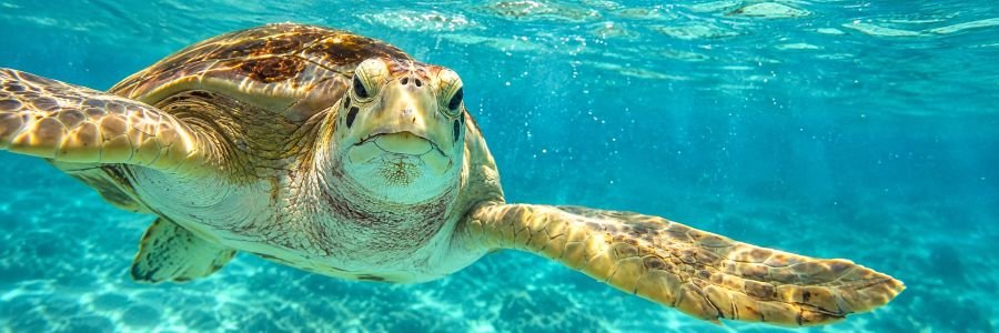 Florida Sea Turtle Swimming Underwater